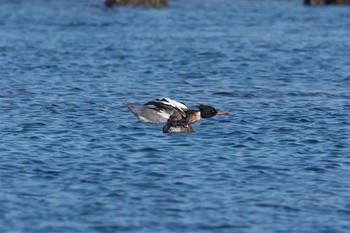 ウミアイサ 長井 2017年2月22日(水)