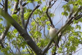 コサメビタキ 大阪城公園 2021年4月18日(日)