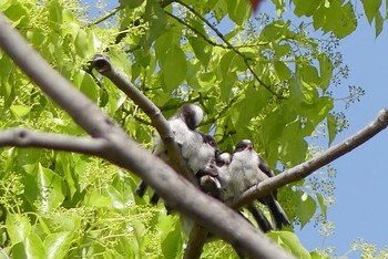 エナガ 大阪城公園 2021年4月18日(日)