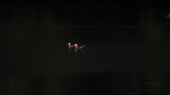 Mandarin Duck 栃木県　日光市 Sun, 4/18/2021