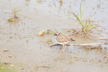 Little Ringed Plover 阪南市 Sun, 4/18/2021