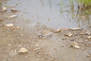 Little Ringed Plover 阪南市 Sun, 4/18/2021