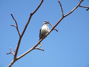 ゴジュウカラ 軽井沢野鳥の森 2021年4月18日(日)