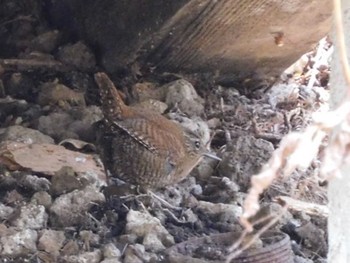 2021年4月18日(日) 軽井沢野鳥の森の野鳥観察記録