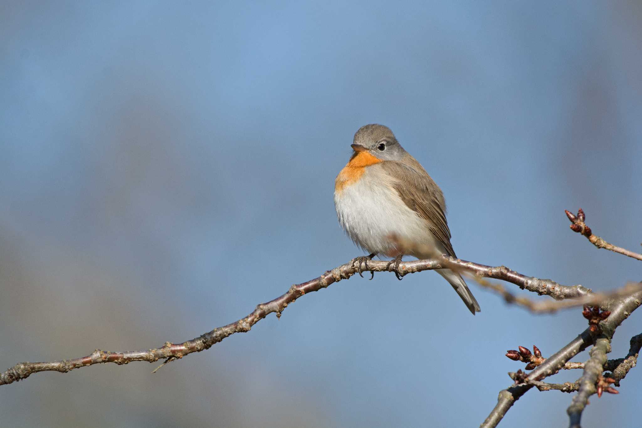 播磨中央公園(兵庫県) ニシオジロビタキの写真 by 倶利伽羅