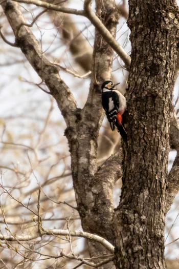 Great Spotted Woodpecker 荒沢湿原 Mon, 4/19/2021