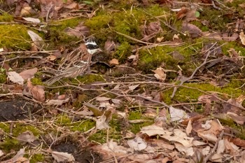 Rustic Bunting 荒沢湿原 Mon, 4/19/2021