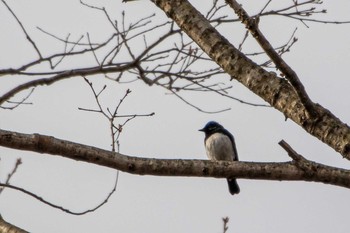 Blue-and-white Flycatcher 荒沢湿原 Mon, 4/19/2021