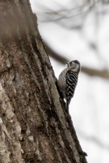 Japanese Pygmy Woodpecker 荒沢湿原 Mon, 4/19/2021