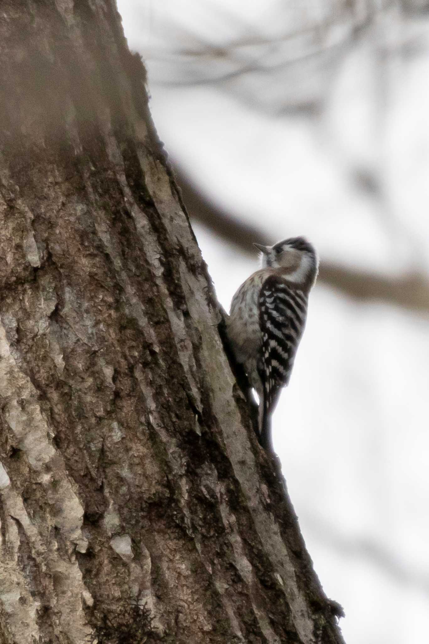 Photo of Japanese Pygmy Woodpecker at 荒沢湿原 by かつきち