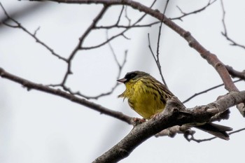 Masked Bunting 荒沢湿原 Mon, 4/19/2021