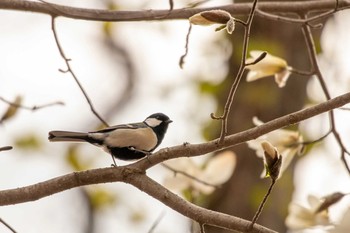 Japanese Tit 荒沢湿原 Mon, 4/19/2021