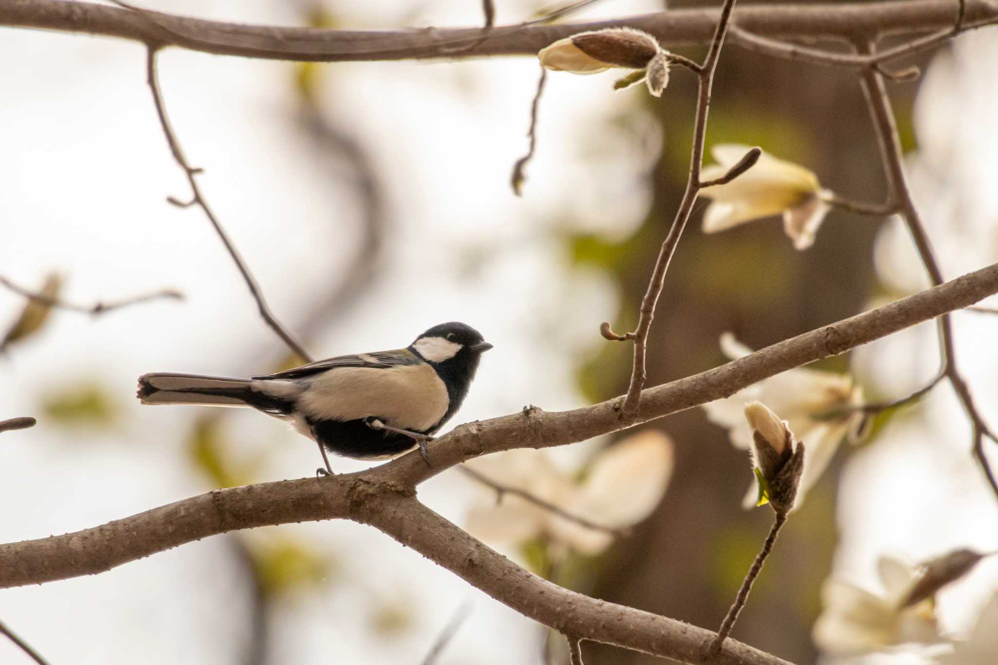 Japanese Tit