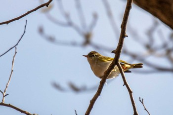 Eastern Crowned Warbler 荒沢湿原 Mon, 4/19/2021