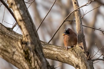 Eurasian Jay 荒沢湿原 Mon, 4/19/2021