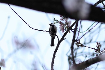 Japanese Tit 芦屋さくら通り Sun, 3/29/2020