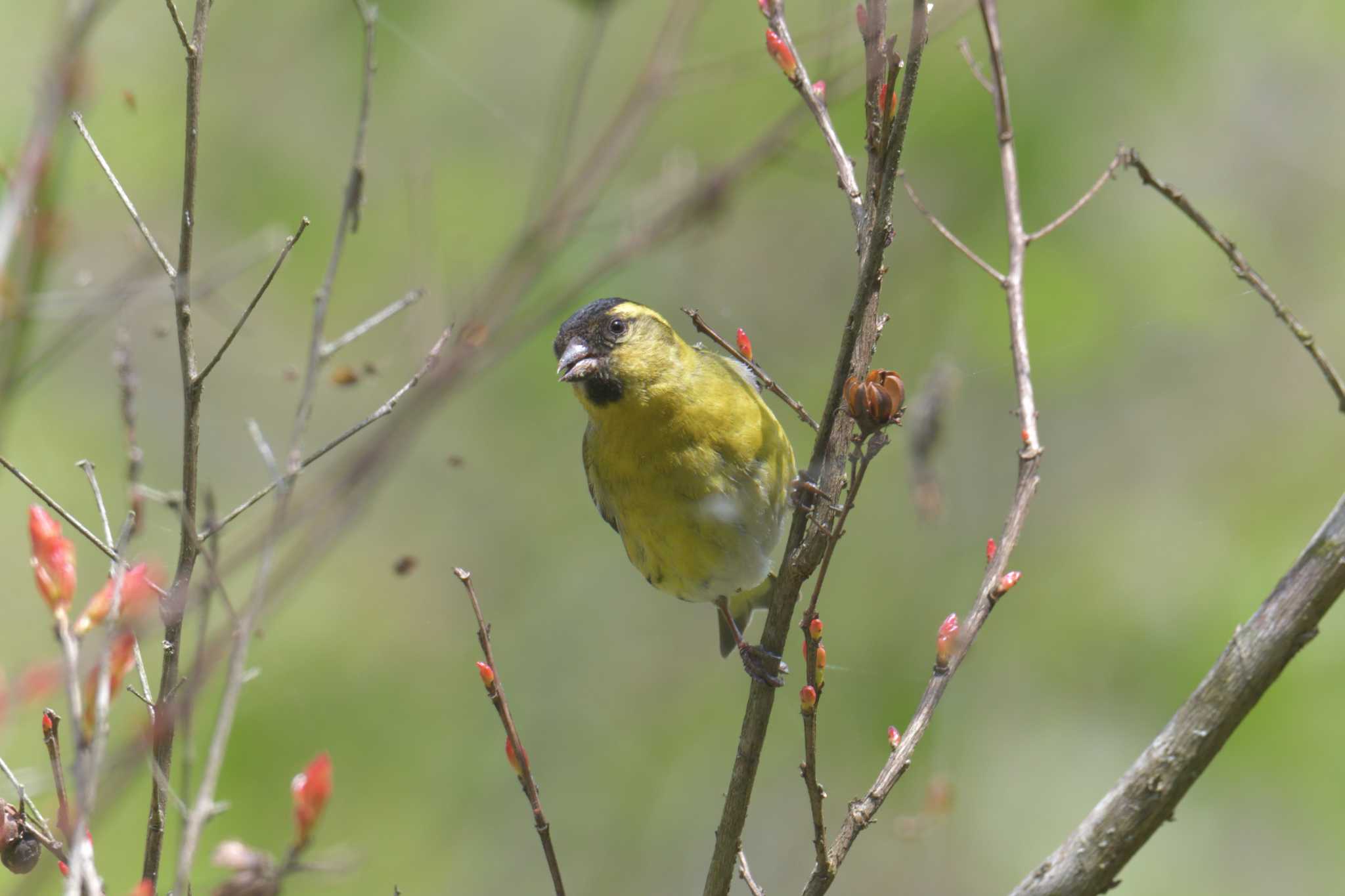 滋賀県甲賀市甲南町創造の森 マヒワの写真 by masatsubo