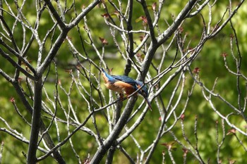 カワセミ 横浜大池公園 2021年4月19日(月)