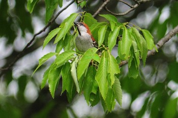 ニュウナイスズメ 馬見丘陵公園 2021年4月19日(月)