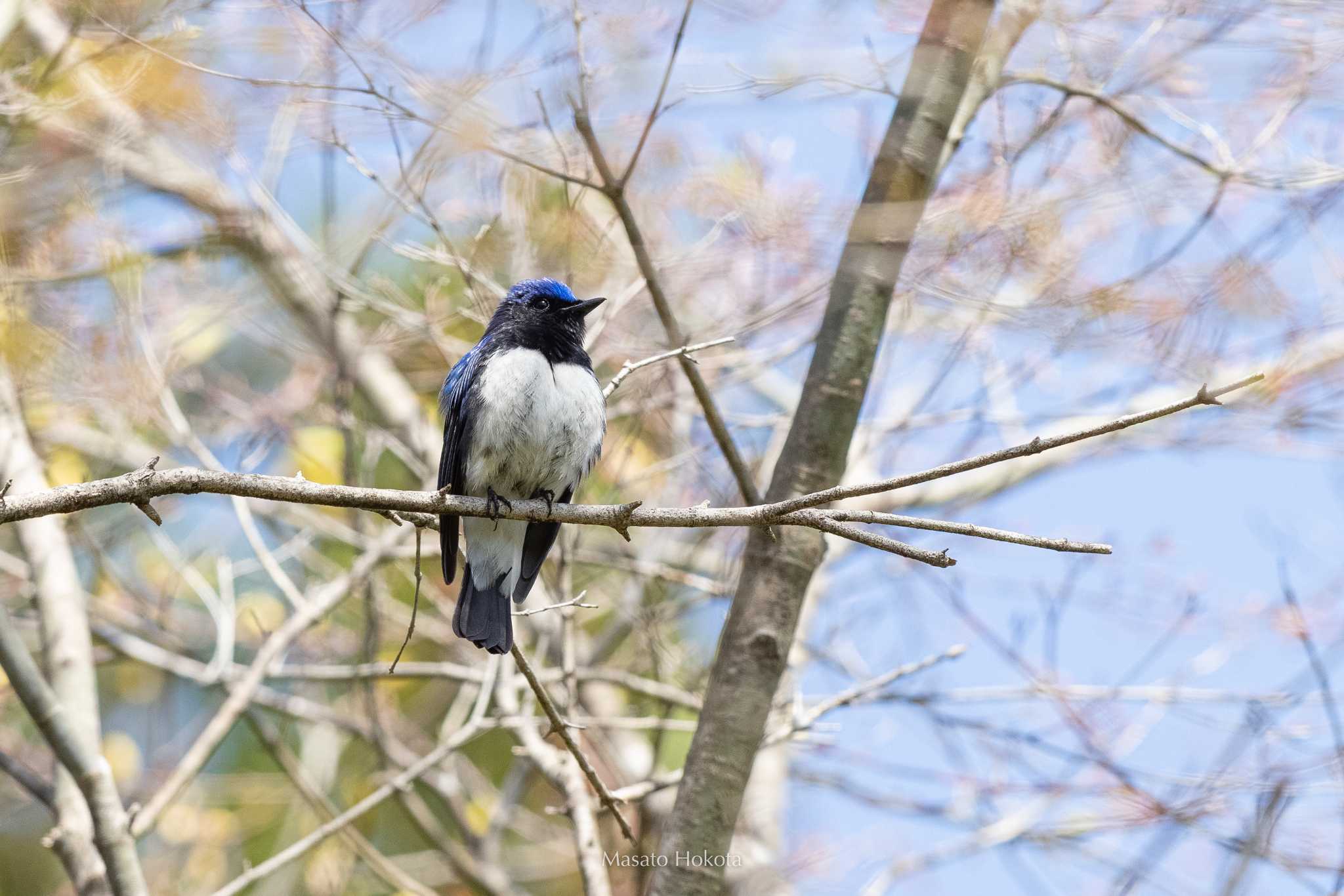 Photo of Blue-and-white Flycatcher at 丸火自然公園 by Trio