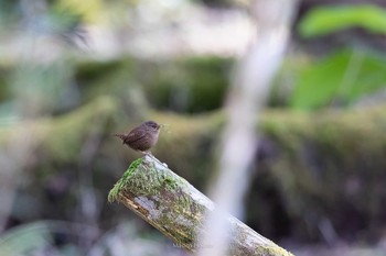 Eurasian Wren 西臼塚 Sun, 4/18/2021