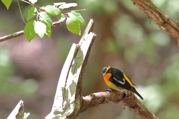 Narcissus Flycatcher 日向林道 Sun, 4/18/2021