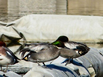 ヨシガモ 都立浮間公園 2017年2月22日(水)