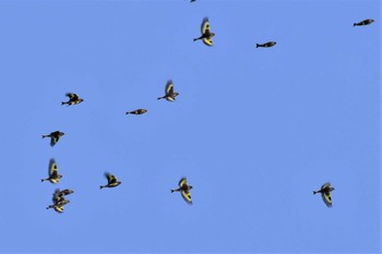 2021年4月19日(月) 禄剛崎の野鳥観察記録