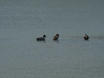 Mon, 4/19/2021 Birding report at 米子水鳥公園