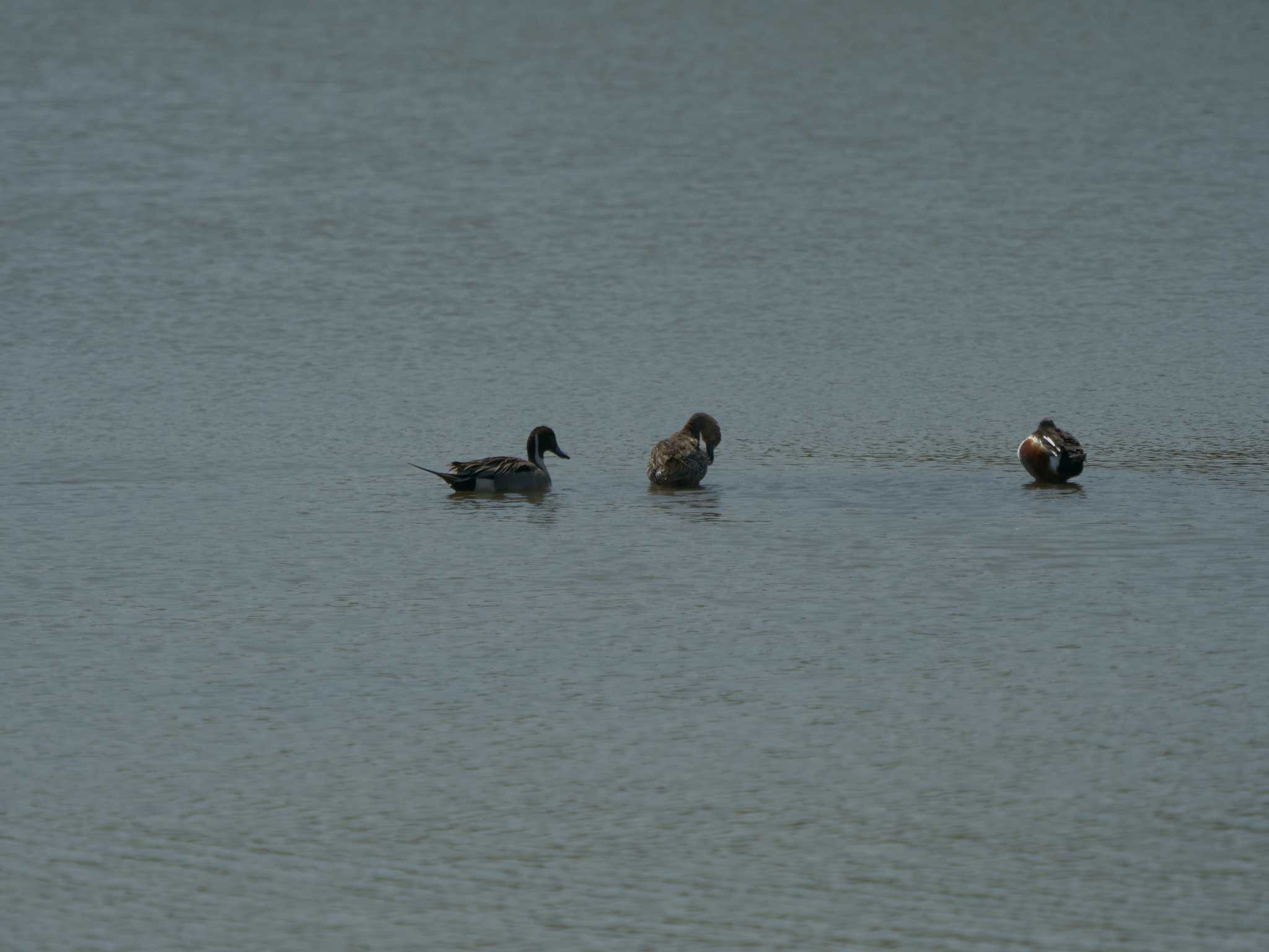 米子水鳥公園 オナガガモの写真 by ひらも