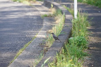 イソヒヨドリ 安来市荒島町 2021年4月19日(月)