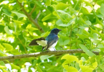 Blue-and-white Flycatcher 大阪 Mon, 4/19/2021