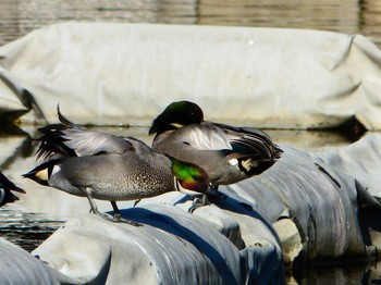 ヨシガモ 都立浮間公園 2017年2月22日(水)