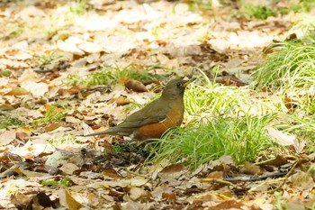 Brown-headed Thrush 大阪 Mon, 4/19/2021