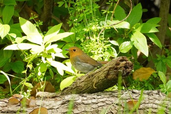 Japanese Robin 大阪 Mon, 4/19/2021