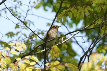 Blue-and-white Flycatcher 大阪 Mon, 4/19/2021