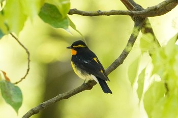 Narcissus Flycatcher 大阪 Mon, 4/19/2021