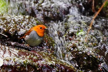 Japanese Robin 岐阜県 Sun, 4/18/2021