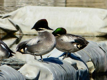 ヨシガモ 都立浮間公園 2017年2月22日(水)