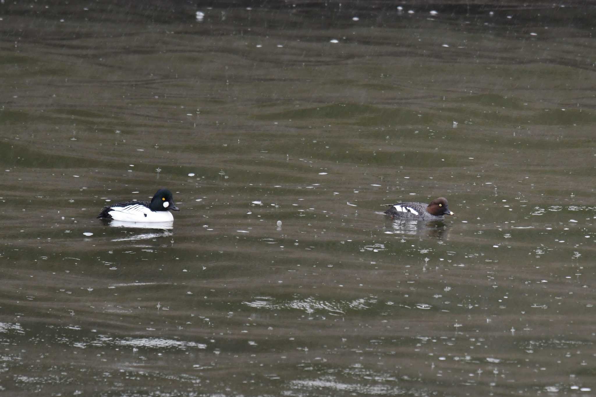 Common Goldeneye