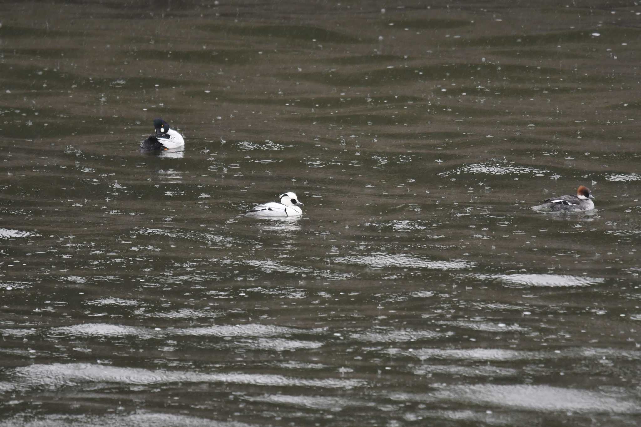 Smew