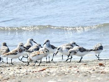 ミユビシギ ふなばし三番瀬海浜公園 2021年4月18日(日)