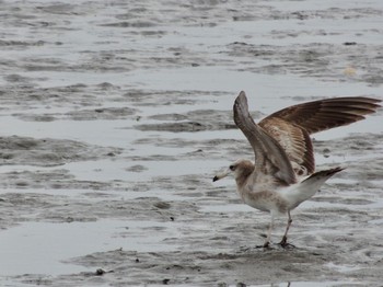 未同定 葛西臨海公園 2021年4月16日(金)