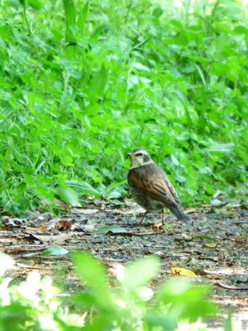 Dusky Thrush 菅田みどりの丘公園(横浜市神奈川区) Sun, 4/18/2021