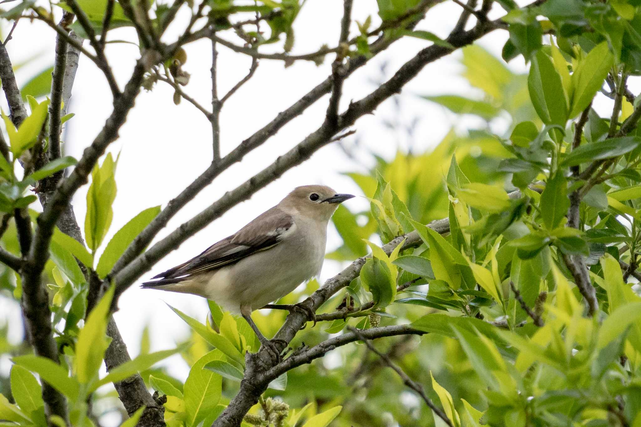 Photo of Chestnut-cheeked Starling at 草津下物 by C君