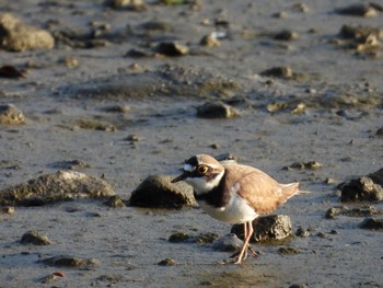 Little Ringed Plover Kasai Rinkai Park Mon, 4/19/2021