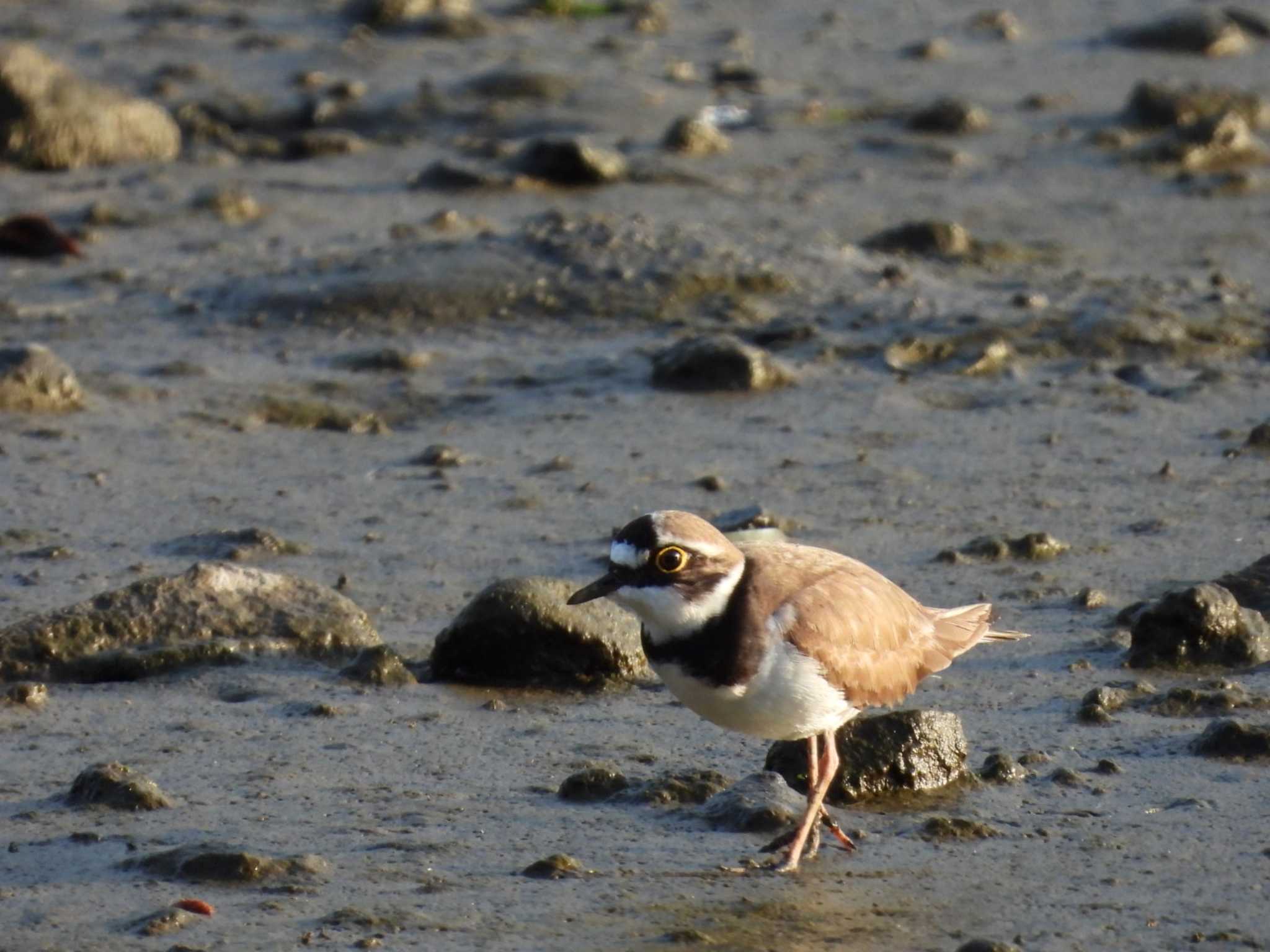 Photo of Little Ringed Plover at Kasai Rinkai Park by もしも