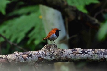 Okinawa Robin Kunigamison Wed, 4/18/2018