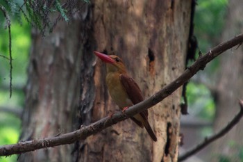 アカショウビン ささやまの森公園(篠山の森公園) 2015年5月28日(木)