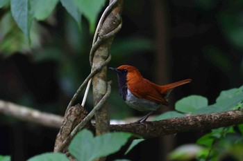 Okinawa Robin Kunigamison Wed, 4/18/2018